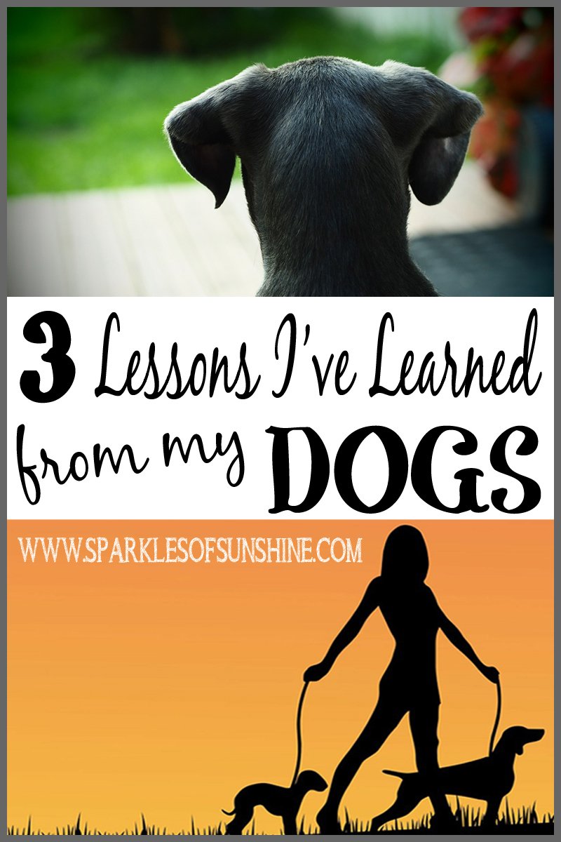 3 Lessons I've Learned from my Dogs at Sparkles of Sunshine. What can your pets teach you?