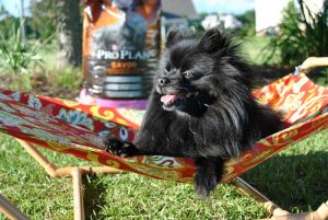 Celebrate summer outdoors with your pet thanks to this easy tutorial for a DIY pet hammock over at Sparkles of Sunshine.