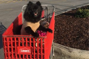Want to take your furry friend along on shopping day? Check out this list of 7 stores that let your pet shop with you.