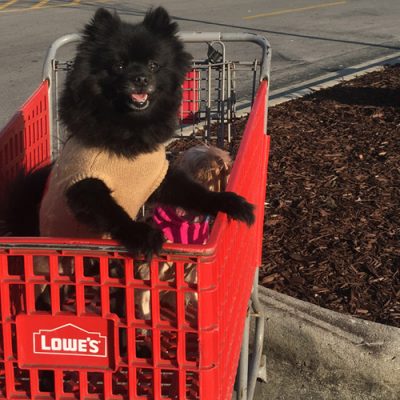 7 Stores That Allow Your Pets to Shop With You