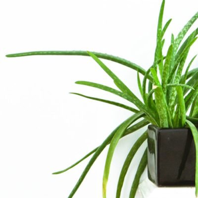 Easy Care House Plants That are Hard to Kill