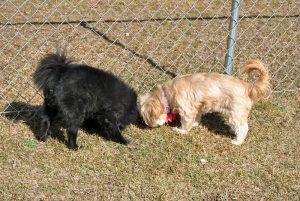 Want to improve your pet’s overall well being this spring? Join the 10-Day Detox with Supreme Source and see the difference in your pet in just 10 days!