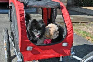 Want to improve your pet’s overall well being this spring? Join the 10-Day Detox with Supreme Source and see the difference in your pet in just 10 days!