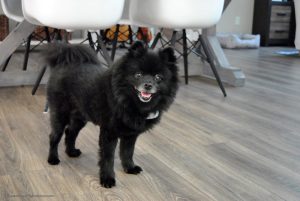 Would you like to improve your pet’s body, mind & soul this spring? Learn more about the 10-Day Detox with Supreme Source Pet. Sign up and get your coupon to get started today!