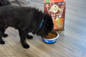 Would you like to improve your pet’s body, mind & soul this spring? Learn more about the 10-Day Detox with Supreme Source Pet. Sign up and get your coupon to get started today!