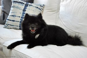 Would you like to improve your pet’s body, mind & soul this spring? Learn more about the 10-Day Detox with Supreme Source Pet. Sign up and get your coupon to get started today!